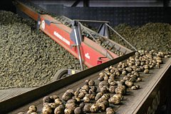Россия резко нарастила вывоз картофеля